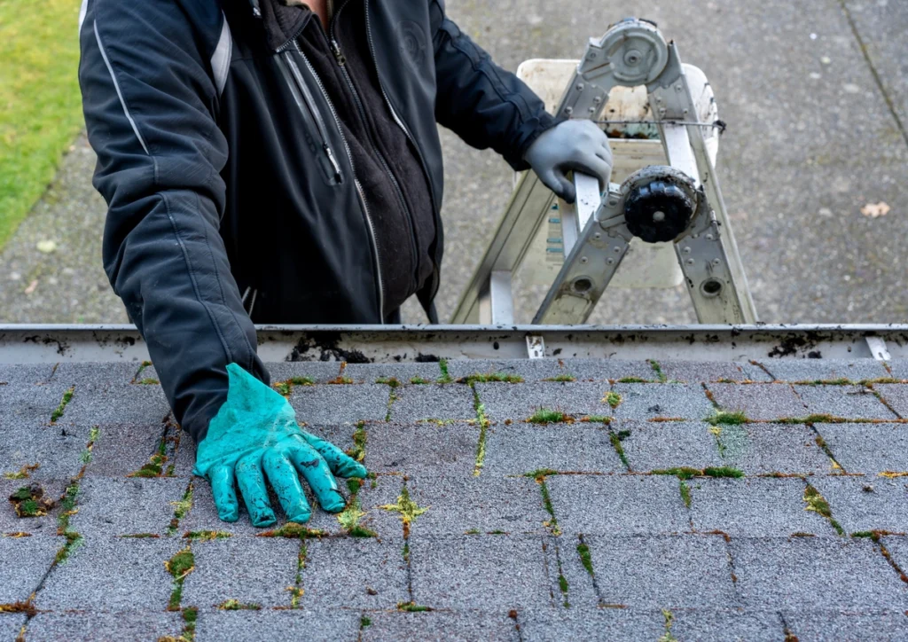 moss growing in between shingles
